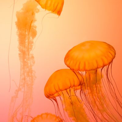 The Orange Room - Abstract